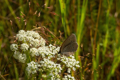 Aphantopus hyperantus