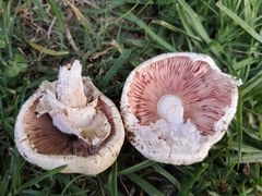 Agaricus xanthodermus