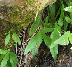 Arnica lanceolata prima