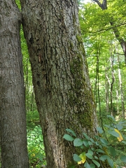 Quercus muehlenbergii