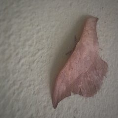 Saturniidae