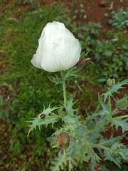 Argemone platyceras