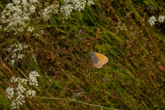 Coenonympha glycerion