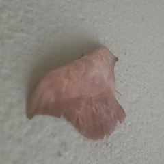 Saturniidae
