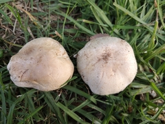 Agaricus xanthodermus