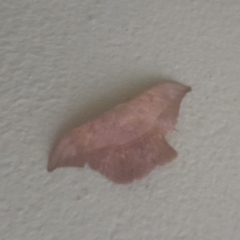 Saturniidae