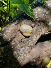 Reticularia lycoperdon