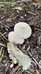 Lycoperdon marginatum