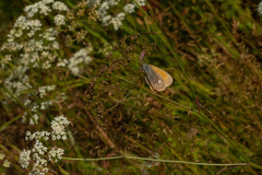Coenonympha glycerion