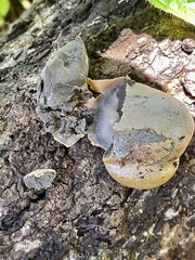 Reticularia lycoperdon