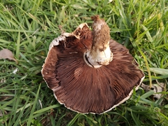 Agaricus xanthodermus