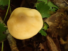 Entoloma