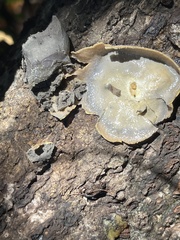 Reticularia lycoperdon