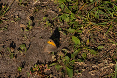 Coenonympha glycerion