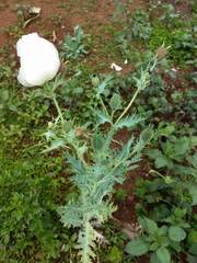 Argemone platyceras