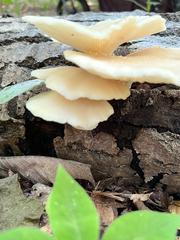 Pleurotus