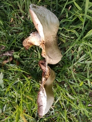 Agaricus xanthodermus
