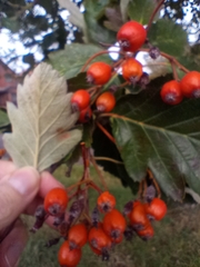 Scandosorbus intermedia