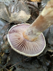Cortinarius