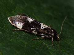 Triaxomera fulvimitrella