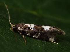 Triaxomera fulvimitrella
