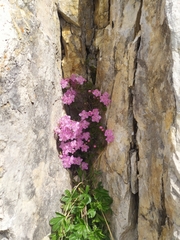 Rhodothamnus chamaecistus
