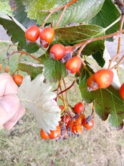 Scandosorbus intermedia