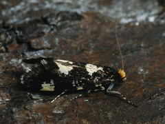 Triaxomera fulvimitrella
