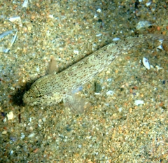 Gobius incognitus