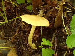 Entoloma