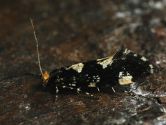 Triaxomera fulvimitrella