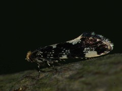 Triaxomera fulvimitrella