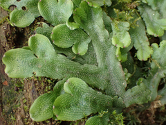 Conocephalum conicum