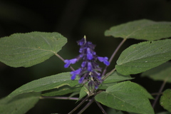 Salvia concolor