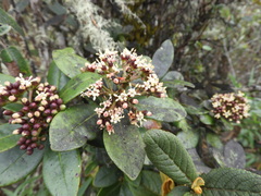 Viburnaceae
