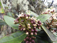 Viburnaceae
