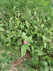 Oenothera rosea