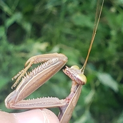 Tenodera sinensis
