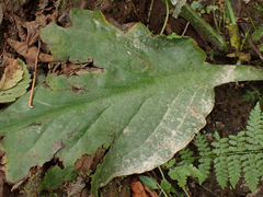 Lysichiton americanus