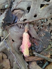 Magnolia