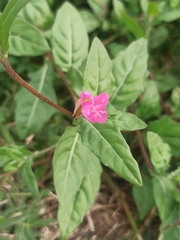 Oenothera rosea