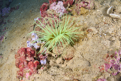 Cerianthus membranaceus