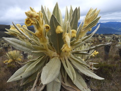 Espeletia hartwegiana