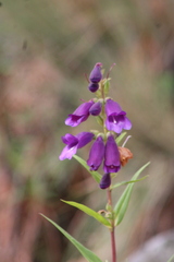 Penstemon gentianoides