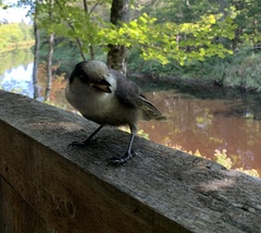 Perisoreus canadensis image