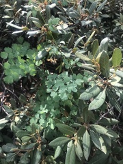 Thalictrum sparsiflorum