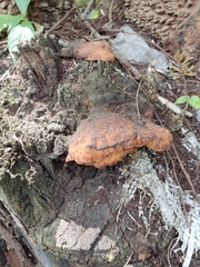 Fomitopsis schrenkii