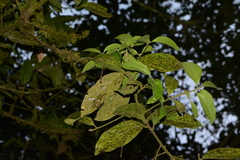 Lauraceae