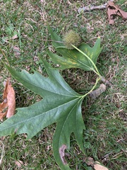 Platanus