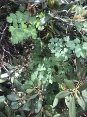 Thalictrum sparsiflorum